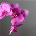 Orkidée 4 web.jpg